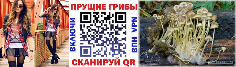Псилоцибиновые грибы GOLDEN TEACHER Бугуруслан